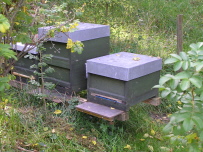 An den Bienenständen