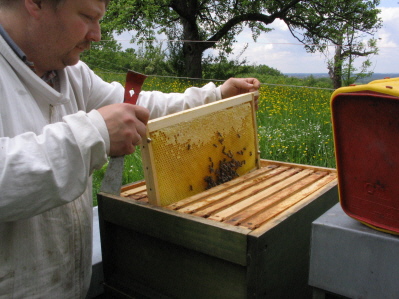 Honigwabe bei der Entnahme aus dem Honigraum
