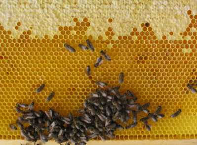 Honigwabe mit ansitzenden Bienen